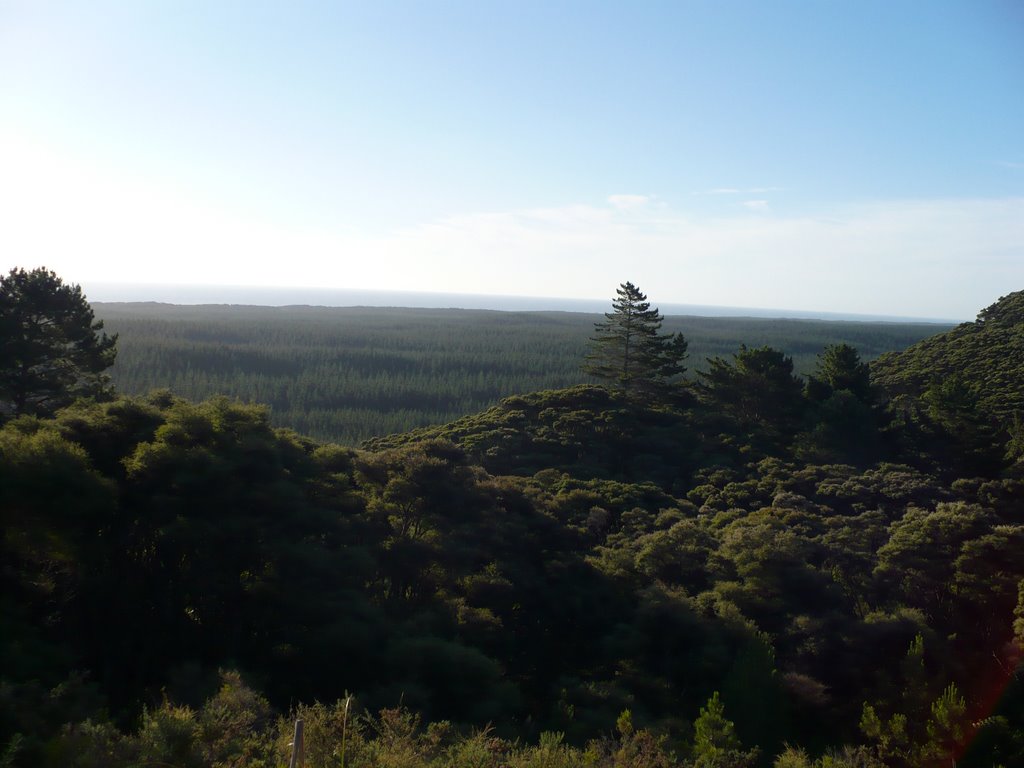 view over the forrest out to the tasman see