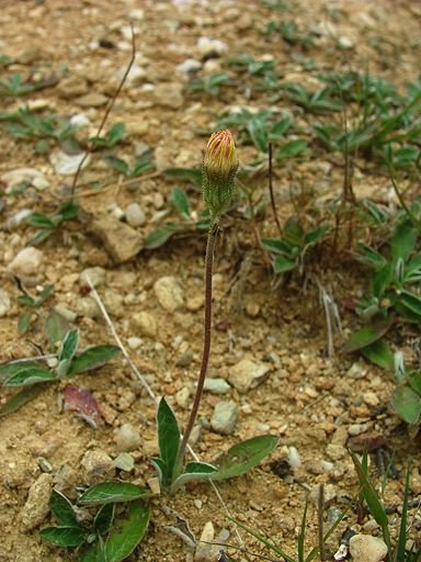 Hieracium pilosella (Asteraceae), naturalised