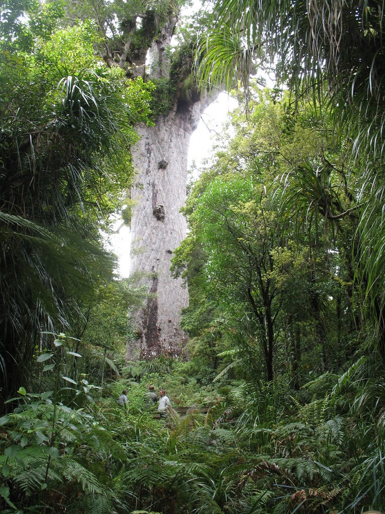 2008-11-04. Kauri Tree