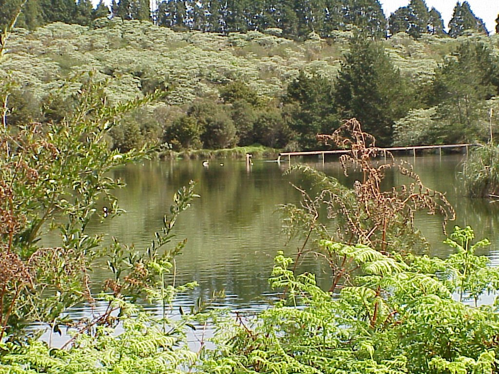 Kaikohe Oxidation Pond