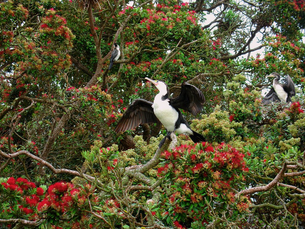 Pohutakawa Tree and Resident Cormorants