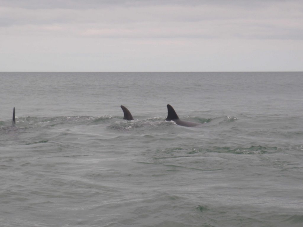 The Dolphins From The Water