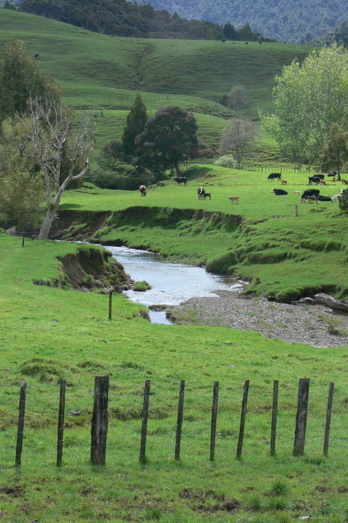 NZ: Stunning field and creek!