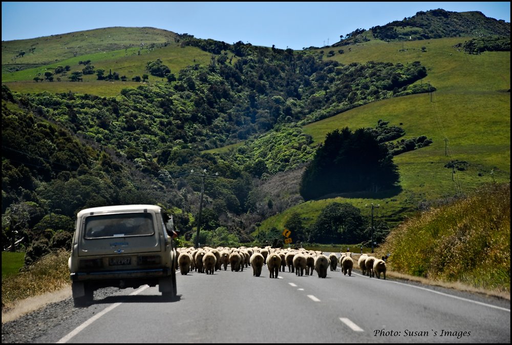 The Modern Shepherd - somewhere  in NZ :)
