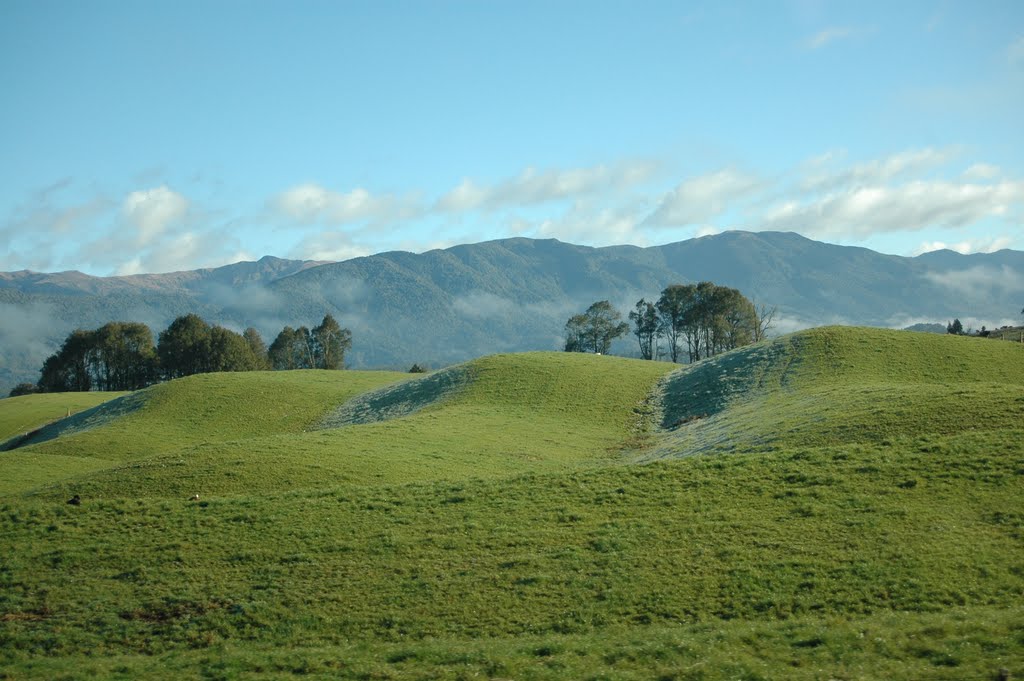 Kiwi Landscape