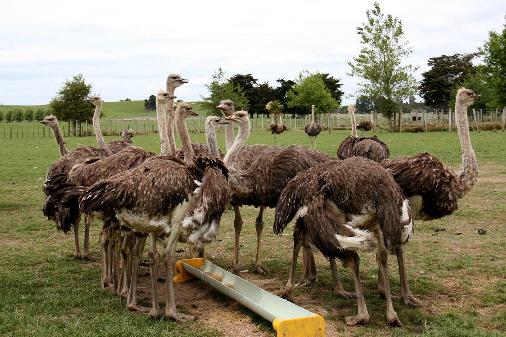 Ostrich Farm