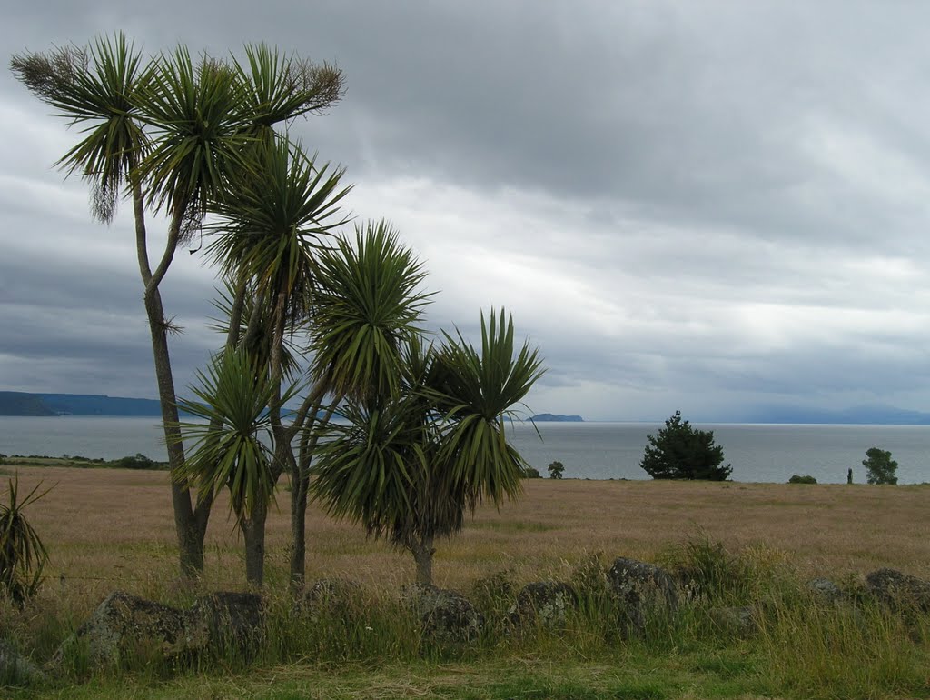 Lake Taupo and cabbage trees