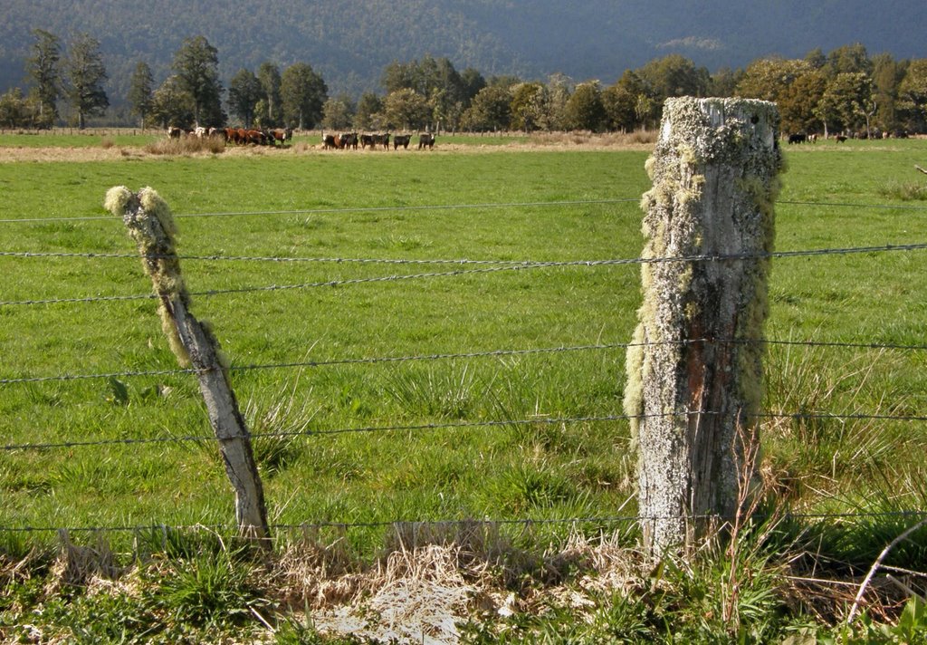 Mossy fence posts of New Zealand