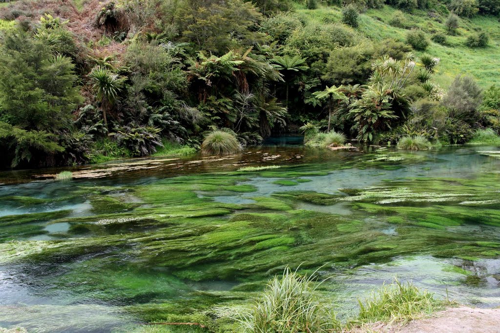 Te Waihou River
