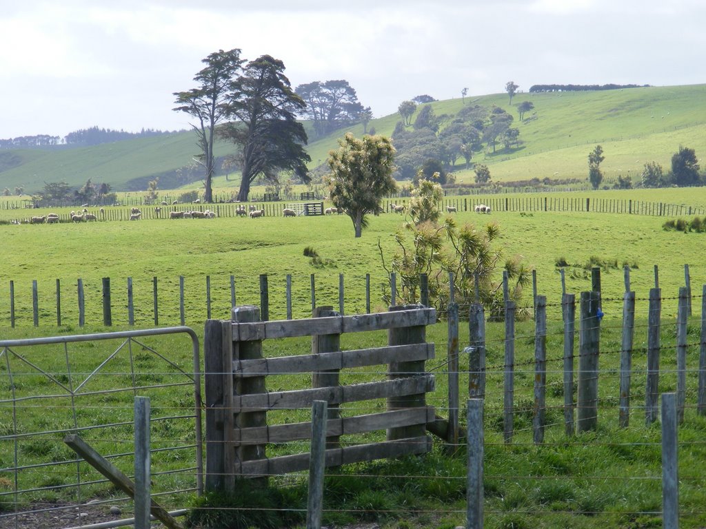 Pastures in Rangitikei, NZ