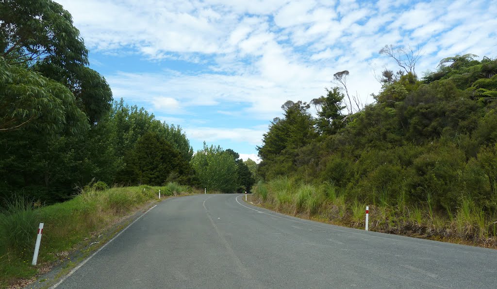 Kirikopuni Forest, Kirikopuni Valley Road, Northland