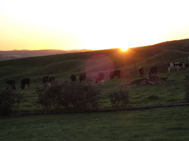 Sunrise with cows