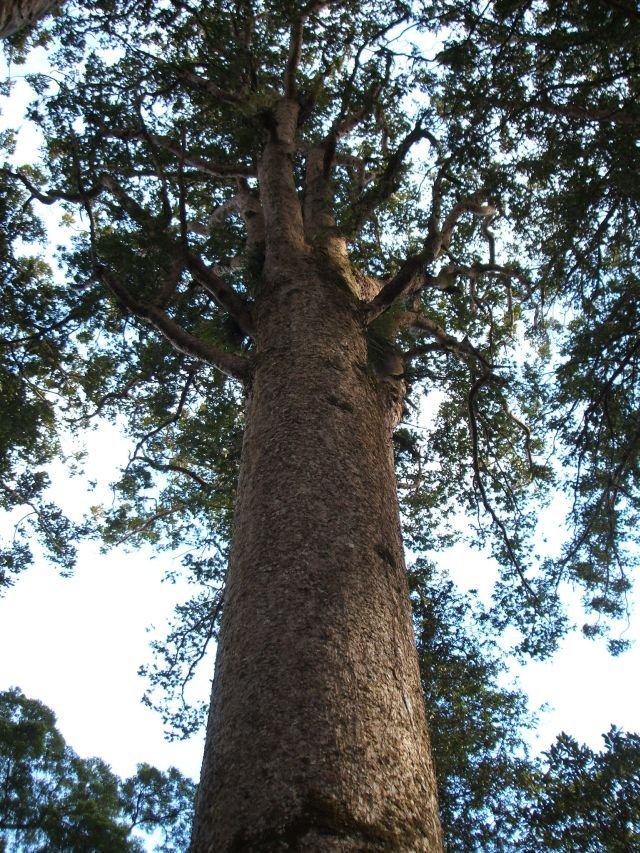 Kauri-Tree (51 mtrs)