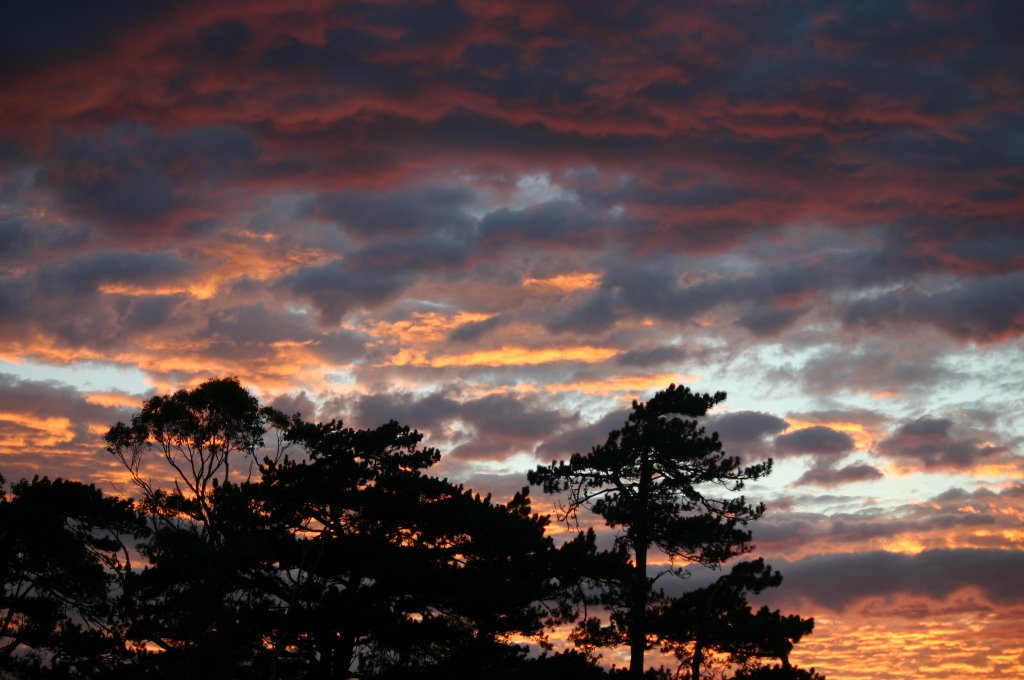 Wairarapa Trees at Sunrise