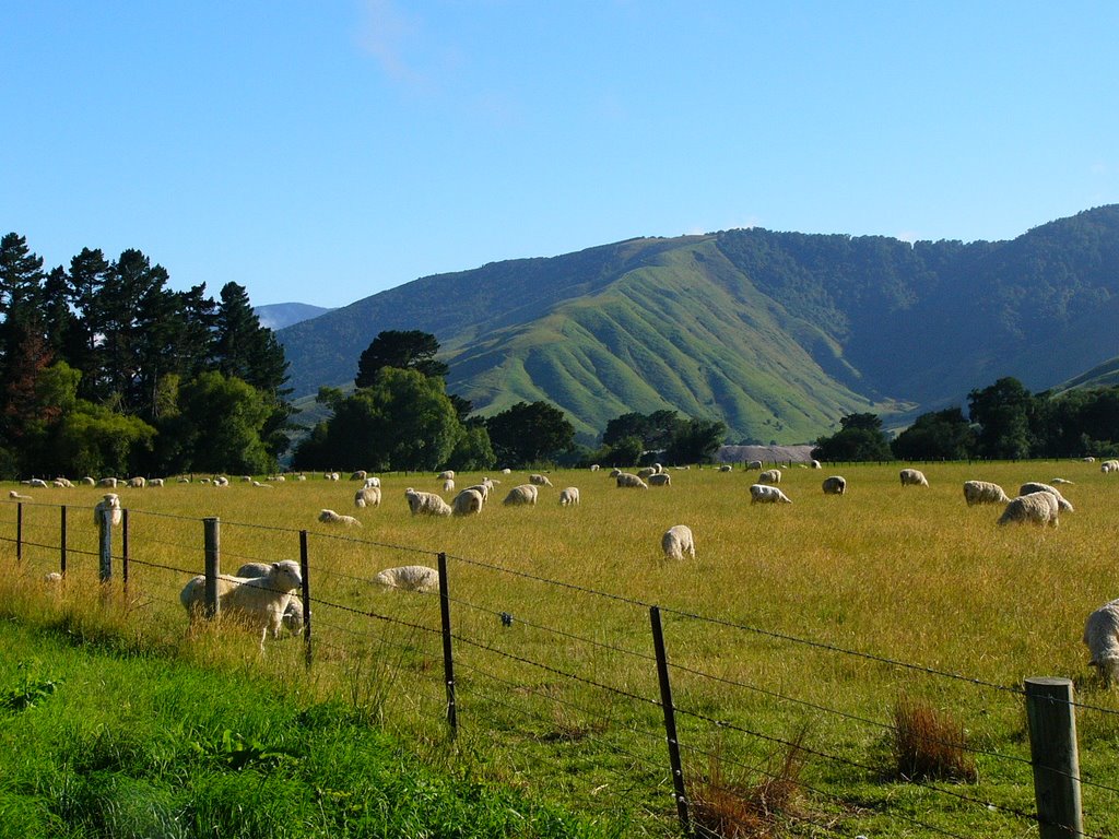 Sheep & Hill at Rai Valley