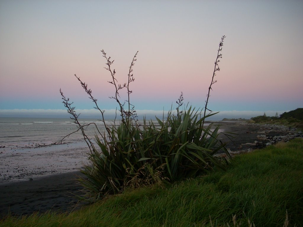 typická NZ rostlina