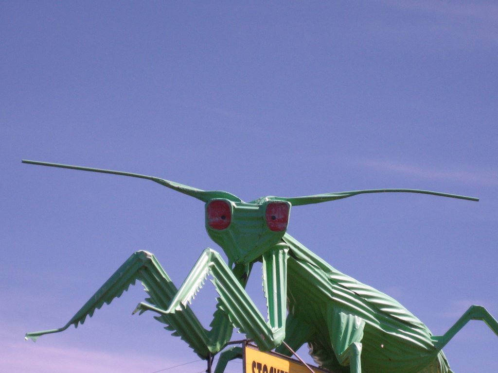 Ultimate corrugated art - a larger than life praying mantis