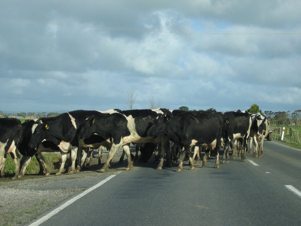 Traffic jam past Waipoua Forest Park
