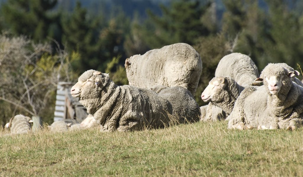 Merino Sheep on Mt. Iron (Wanaka)