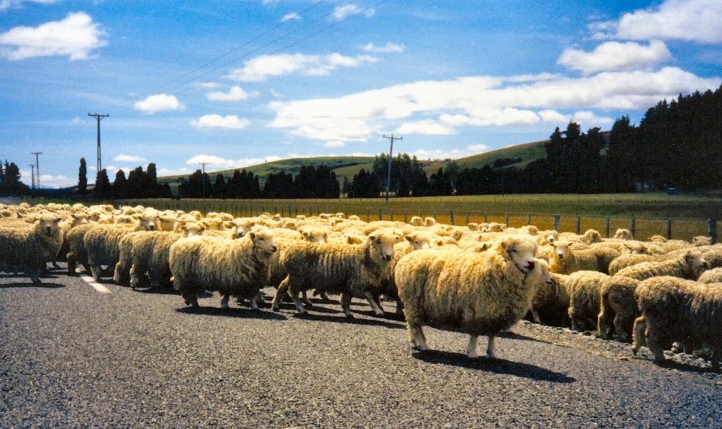 canterbury lamb N Zealand  o=k
