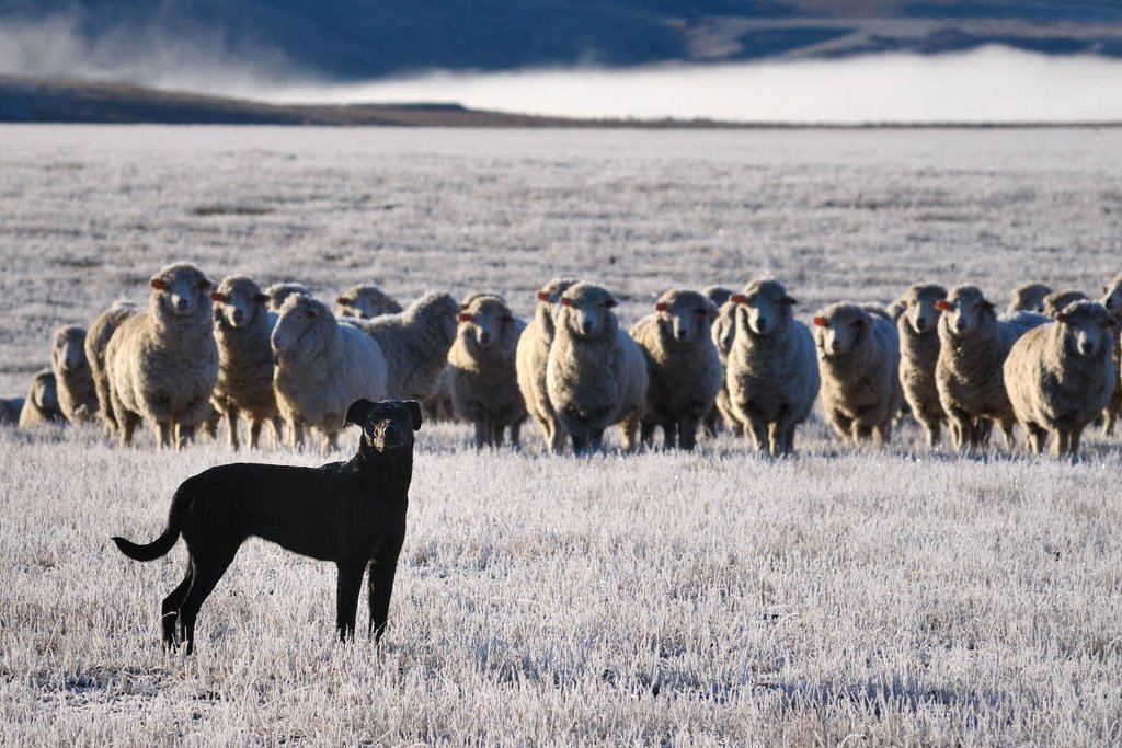 Sheepdog - Naseby