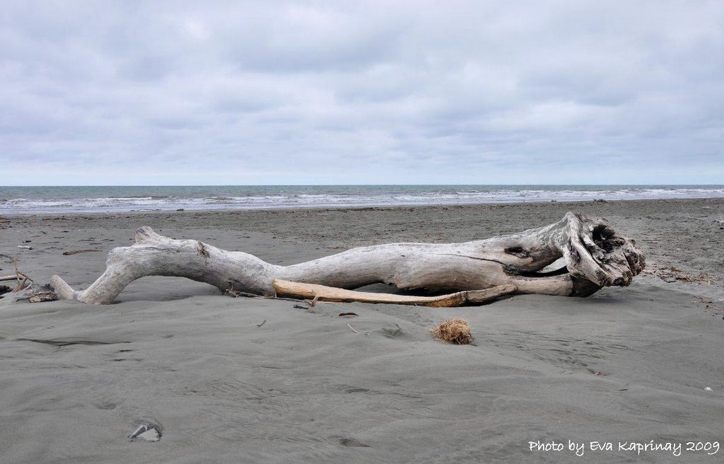 Only a driftwood