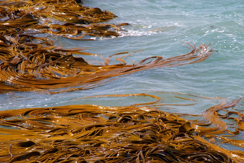 Algal Art #2: Bull Kelp, Durvillea potatorum