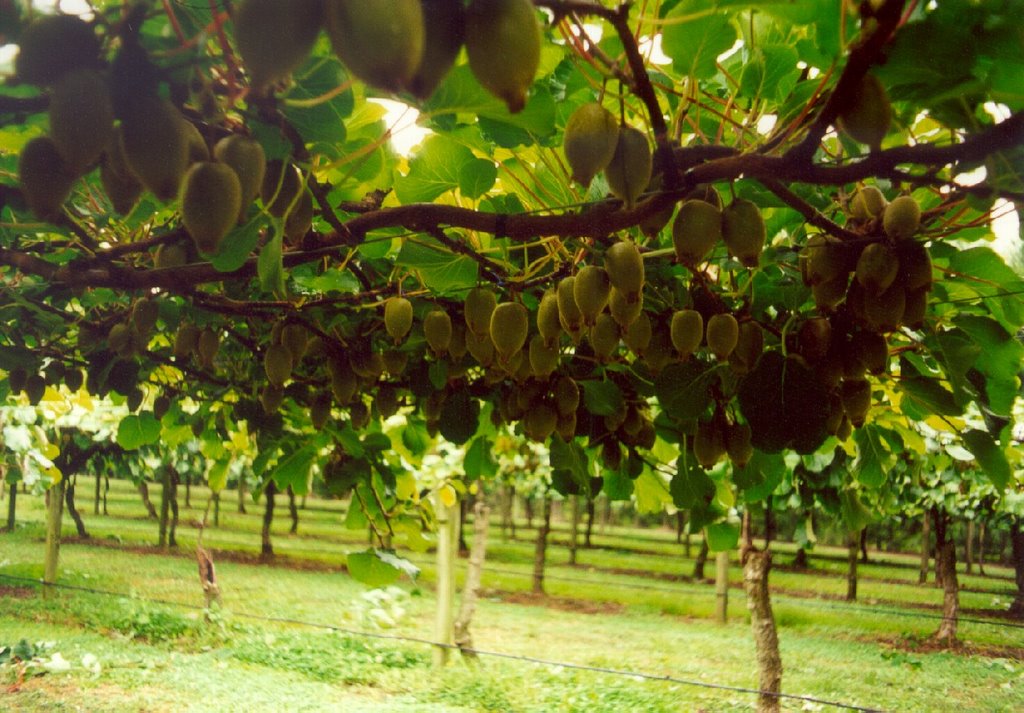 Cultivation of kiwi fruit