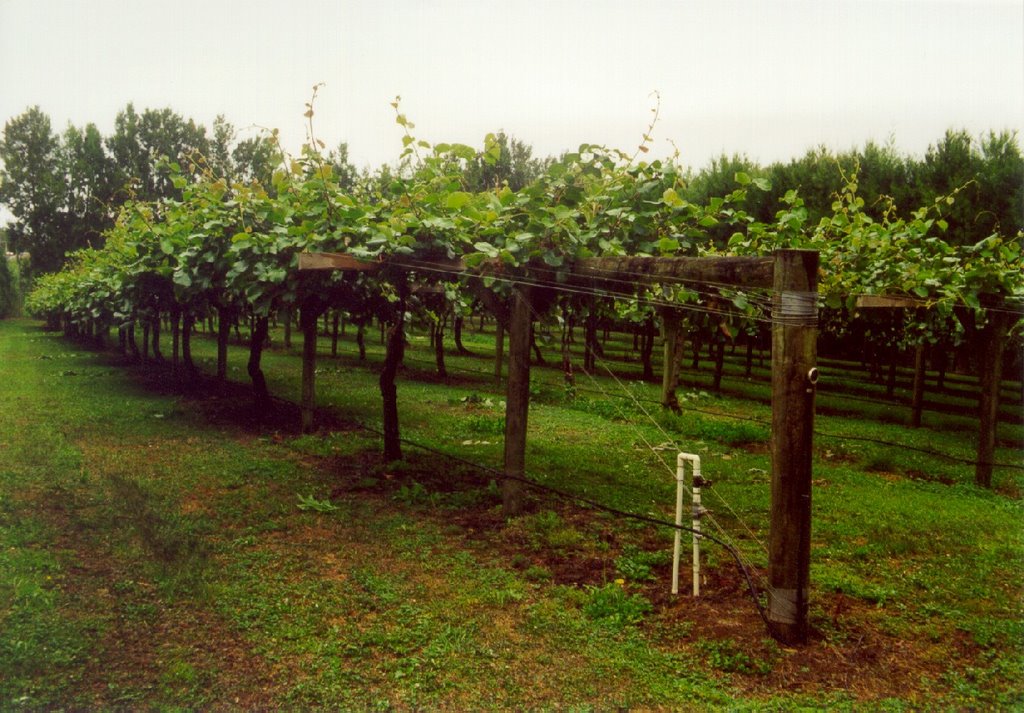 Cultivation of kiwi fruit