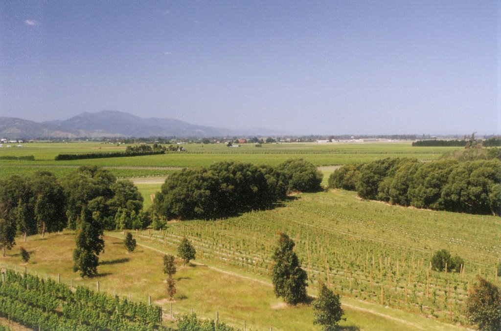 Wairau Valley - Overlooking the Wairau Valley vineyards from the tower at the Highfield Estate Winery near Renwick.