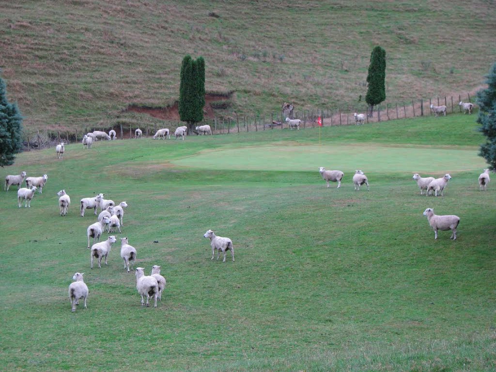 Golfing NZ style