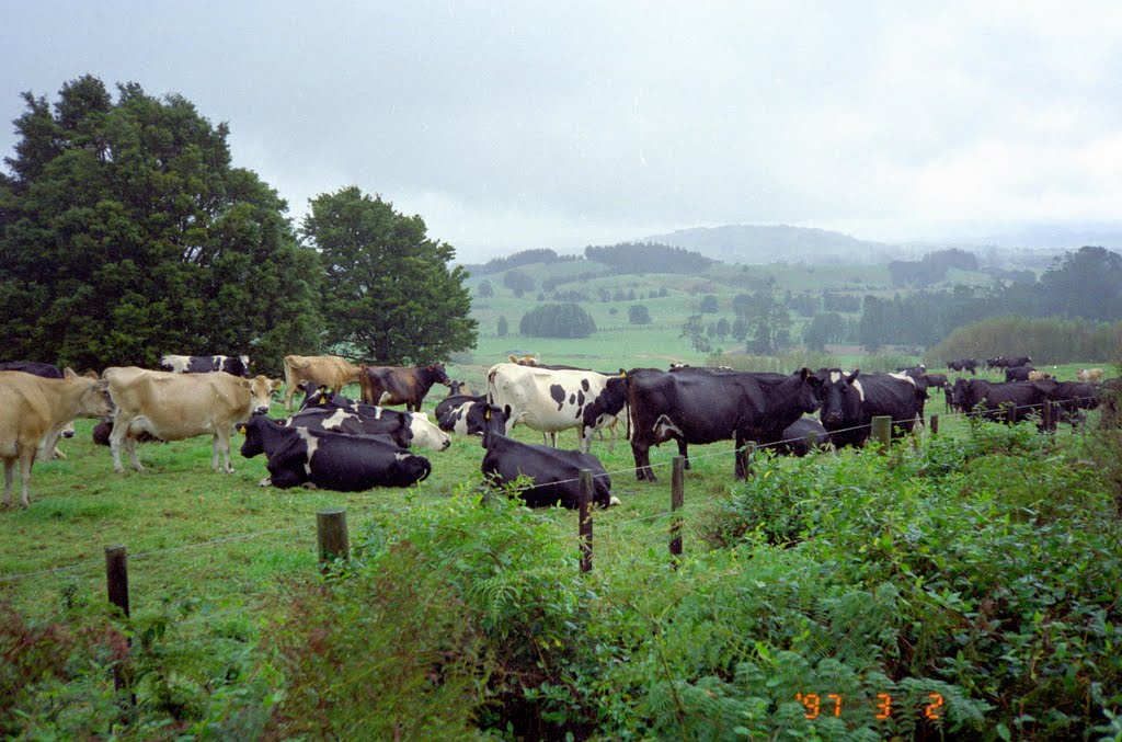 Cattle, North Island, New Zealand 1997