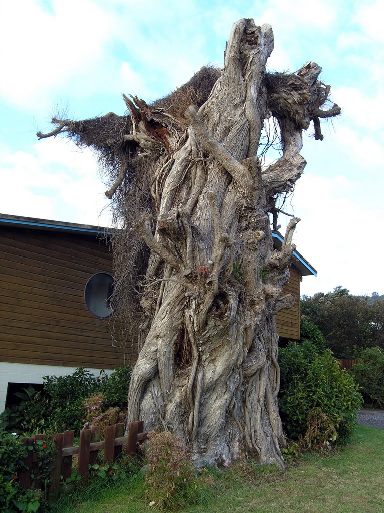 Corpse pohutukawa tree in Thornton Bay