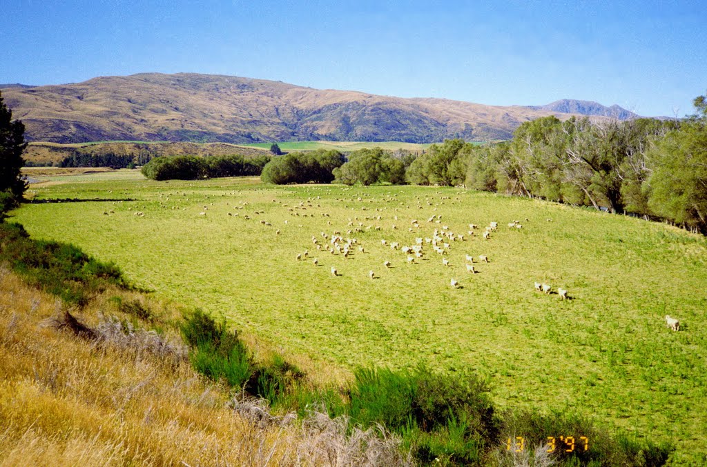 Sheep-run, Acton, South Island, New Zealand 1997