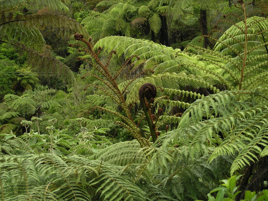 Beauty of New Zealand fern