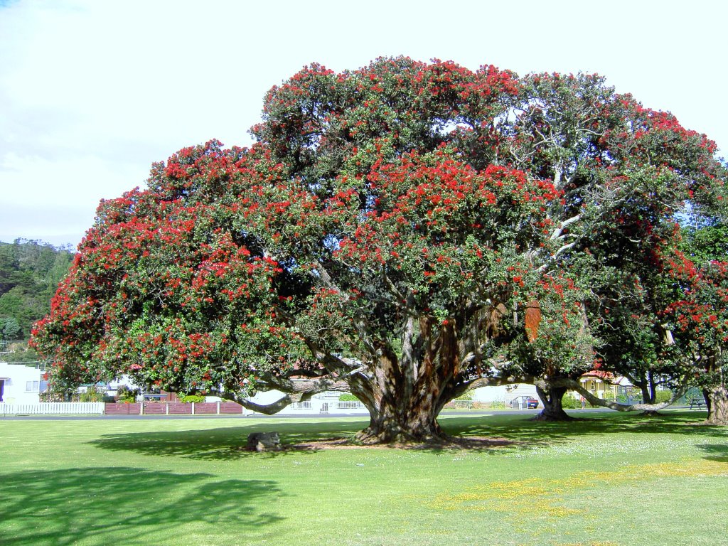 Pohutukawa tree (New Zealand christmas tree)