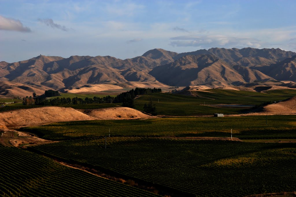Awatere Valley is filling with Vineyards