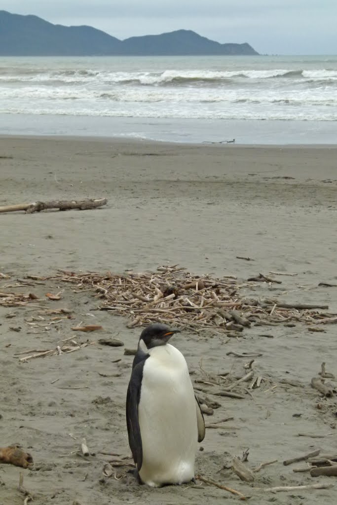 Emperor Penguin("Happy Feet") at Peka Peka beach, Kapiti Coast, New Zealand