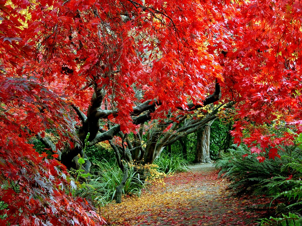 Dunedin Botanic Gardens Autumn