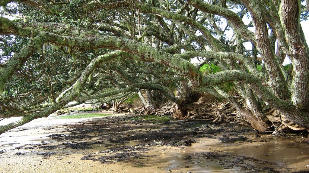 Coastal trees