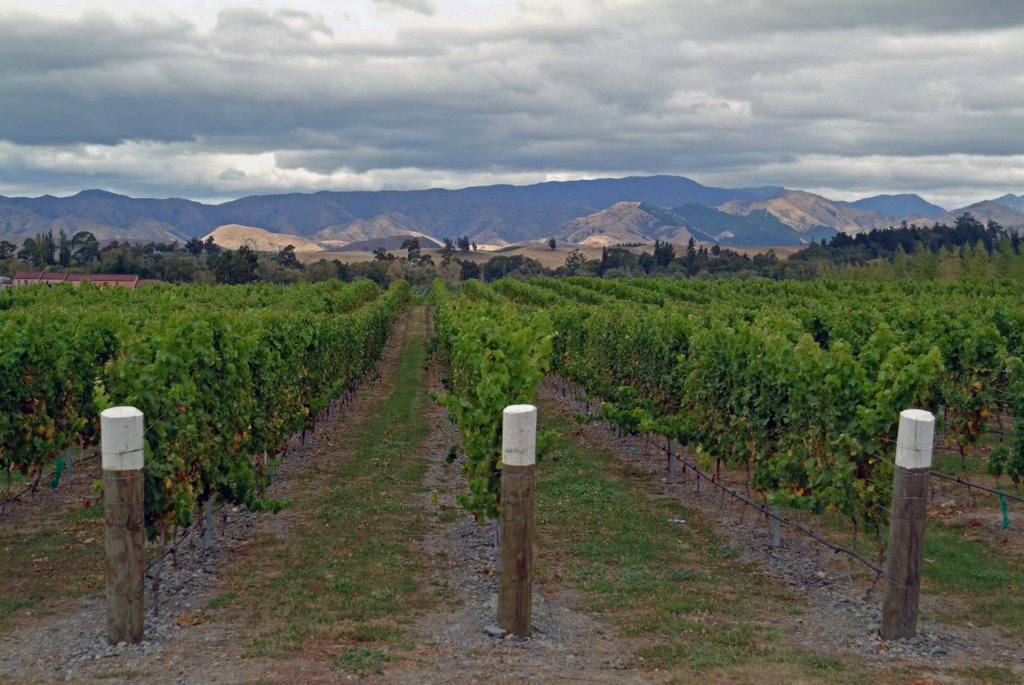 Marlborough Wine Country nr Blenheim, New Zealand