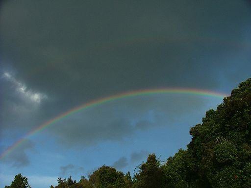 rainbows (primary and secondary) above trees