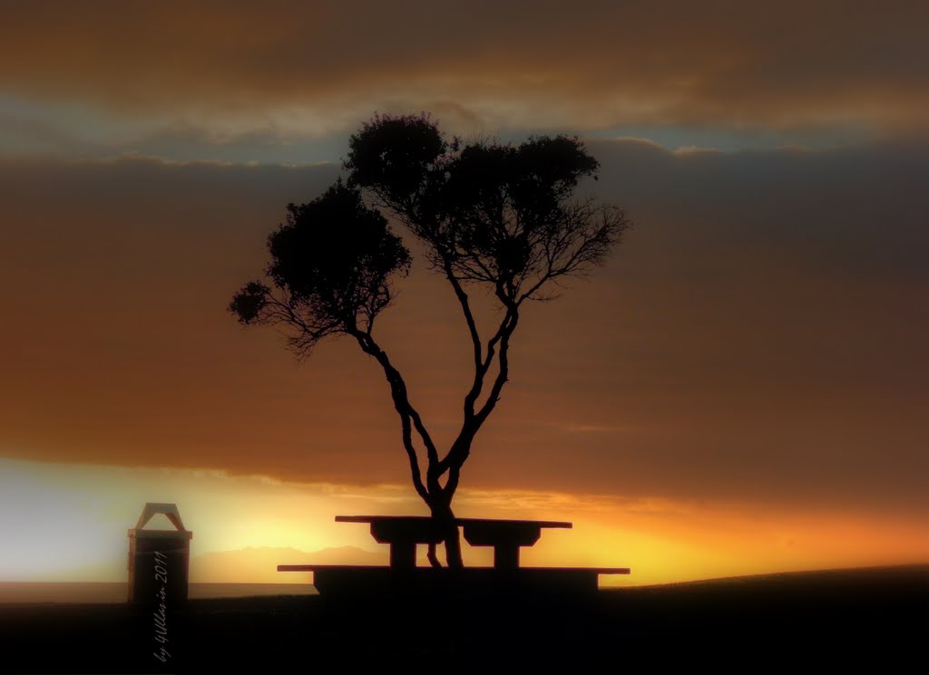 Tree and table by sunrise at Orewa, North Island in New Zealand