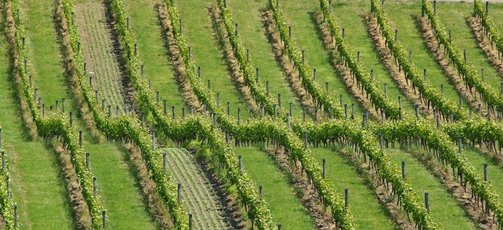 Vineyards in Marlborough, New Zealand
