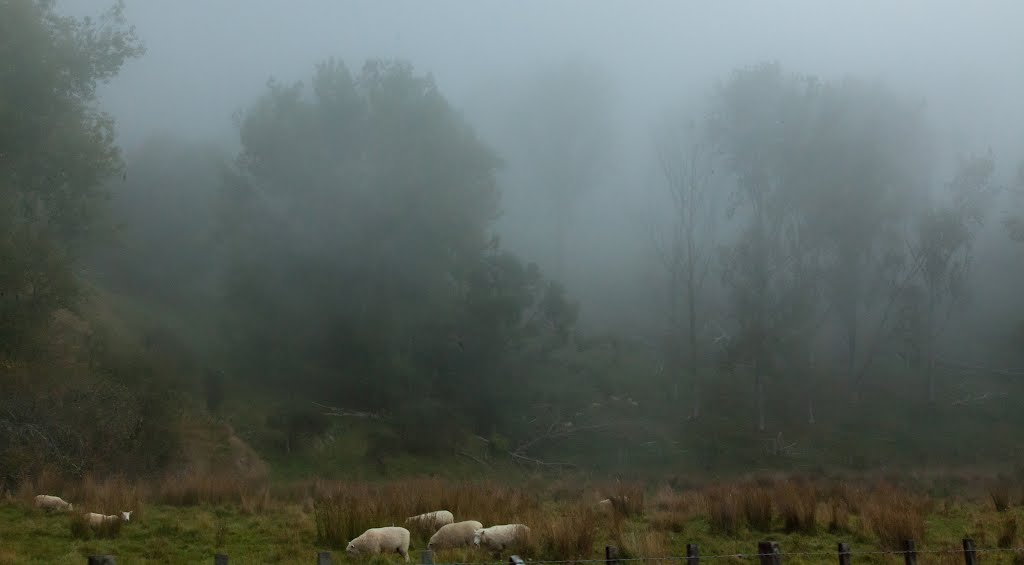 Sheep in the Mist by Scott McLachlan